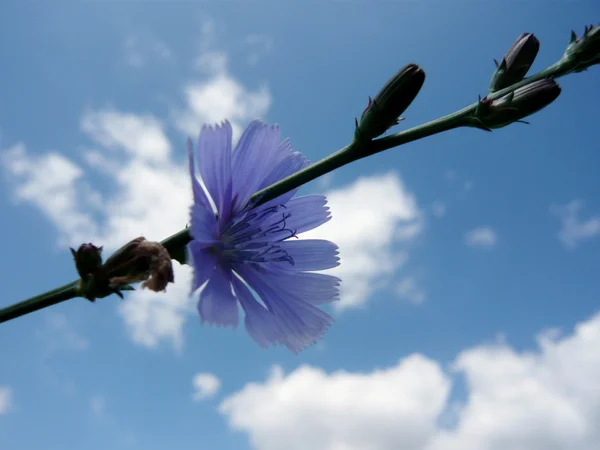 Cornflower on sky background — Stock Photo, Image