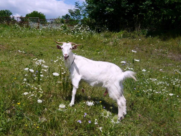 Biały Kozi niania — Zdjęcie stockowe