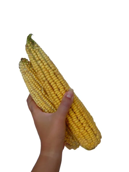 Hand with ripe corns — Stock Photo, Image