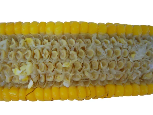 Стиглі кукурудзи — стокове фото