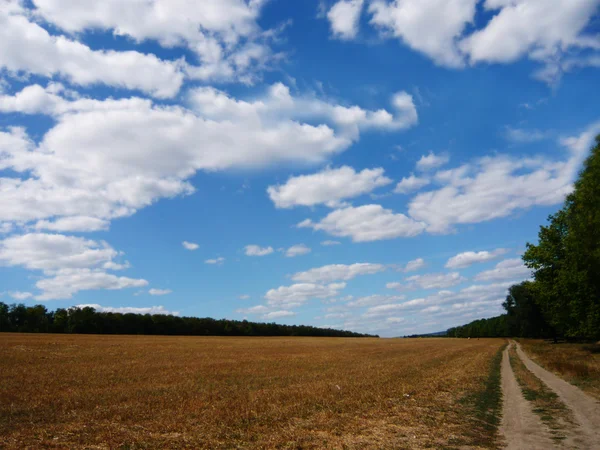 Летнее поле над голубым небом — стоковое фото