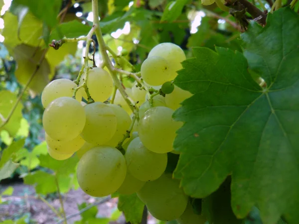 Uvas maduras — Fotografia de Stock