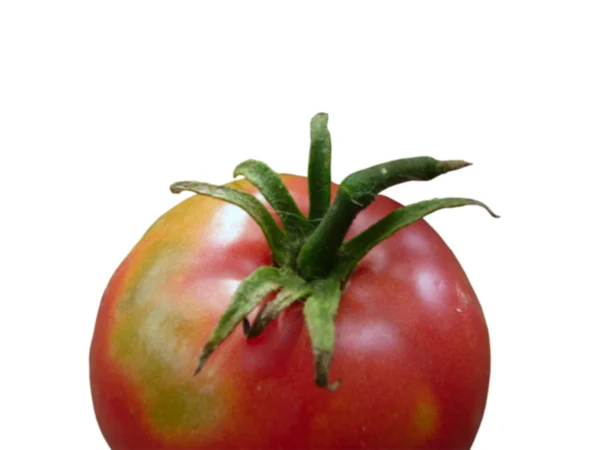 Bir kırmızı domates — Stok fotoğraf
