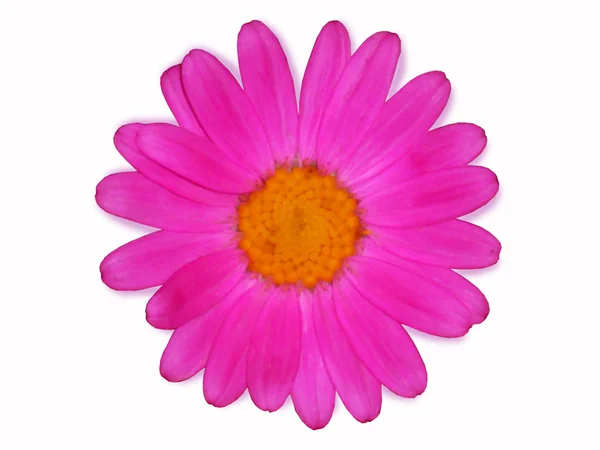 Λουλούδι του ροζ χρυσάνθεμο — Φωτογραφία Αρχείου