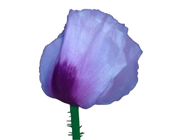 紫罂粟 — 图库照片