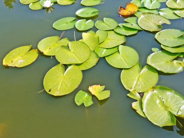 Folhas de lírio de água — Fotografia de Stock