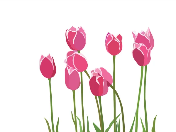 Червоний рожевий tulipes — стоковий вектор