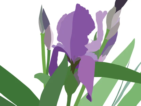 stock vector Violet iris