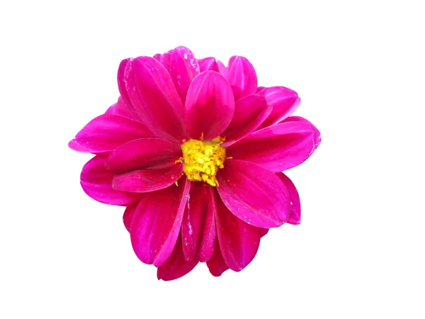 Różowy dhalia — Zdjęcie stockowe