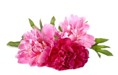 beyaz zemin üzerinde üç peonies