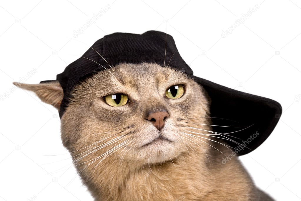 Abyssinian cat in baseball cap isolated