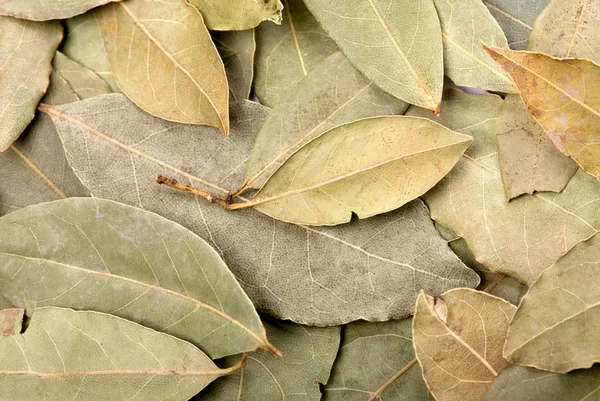 베이 나뭇잎 배경 — 스톡 사진