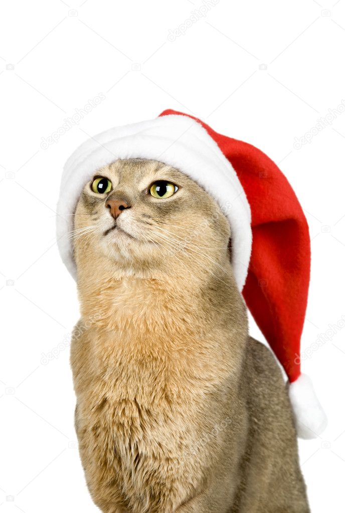 Abyssinian cat in Santa Claus hat