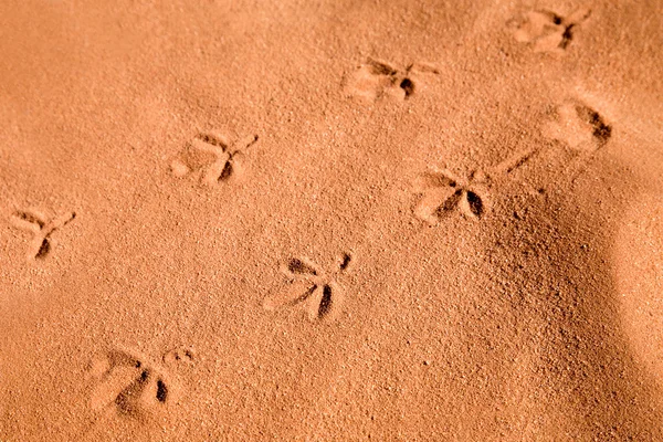 stock image Bird trails on red sand in a desert