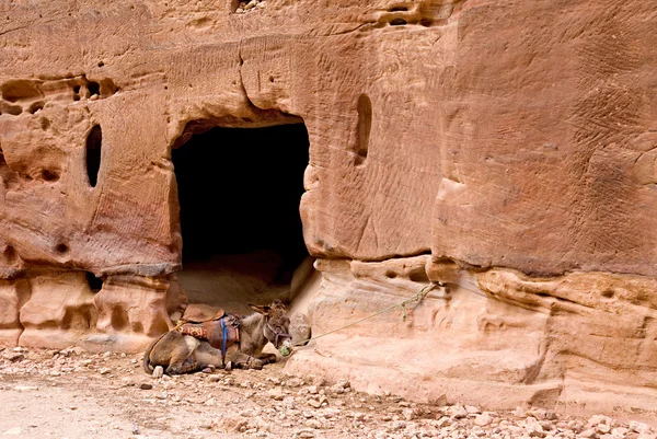 Esel in der antiken Stadt Petra — Stockfoto