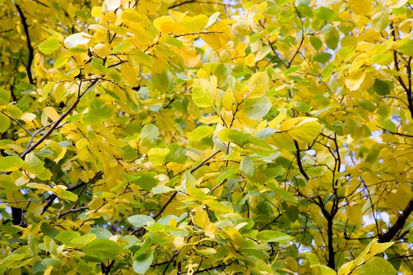 Gele en groene herfstbladeren — Stockfoto
