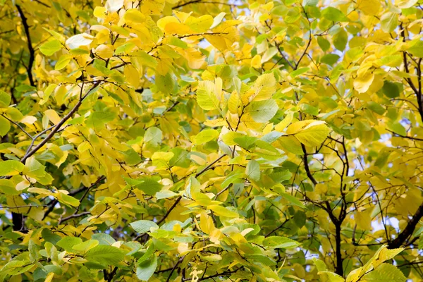 Amarelo e verde Folhas de outono — Fotografia de Stock