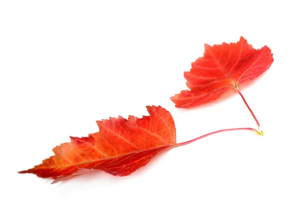 Due foglie rosse d'autunno — Foto Stock