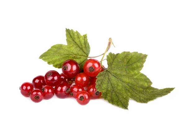 Red currant with green leaves — Stock Photo, Image