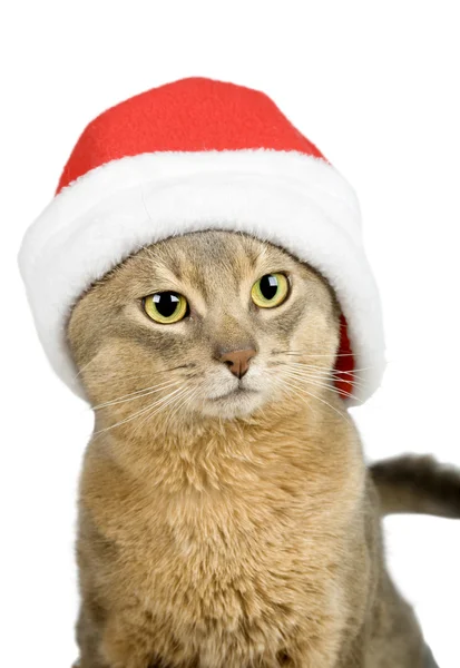 Abyssinian cat in Santa Claus hat — Stock Photo, Image