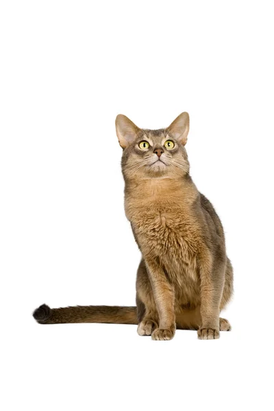 Abyssinian cat intently looking up — Stock Photo, Image