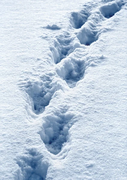 Fotsteg i snön — Stockfoto