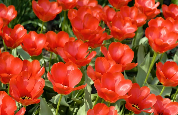 stock image Field of beautiful red tulips