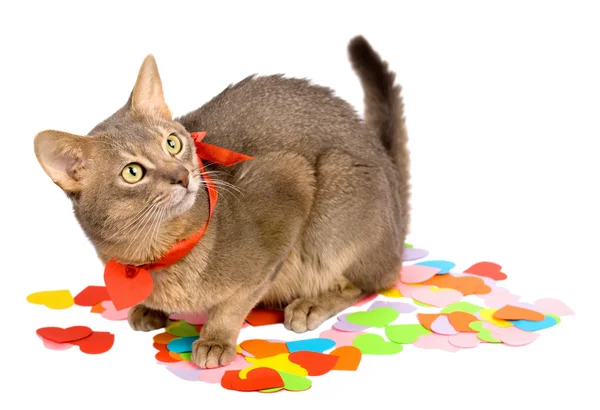 Gato sentado em corações de papel multicoloridos — Fotografia de Stock