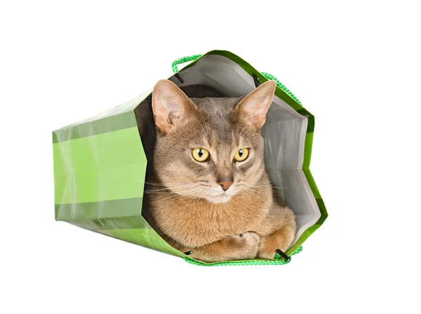 Abyssinian cat in green bag — Stock Photo, Image