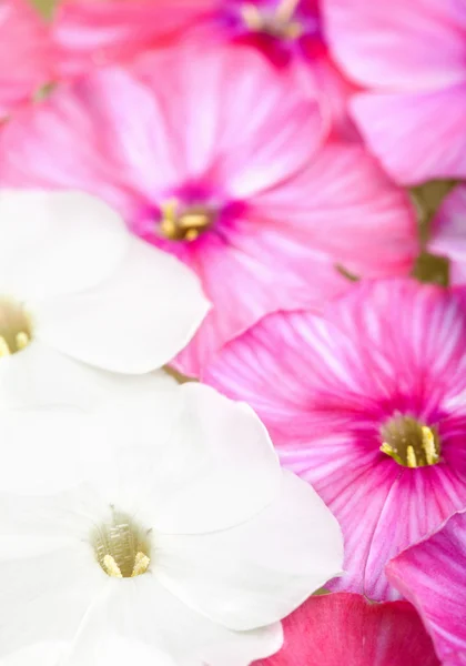 stock image White and pink phlox flowers