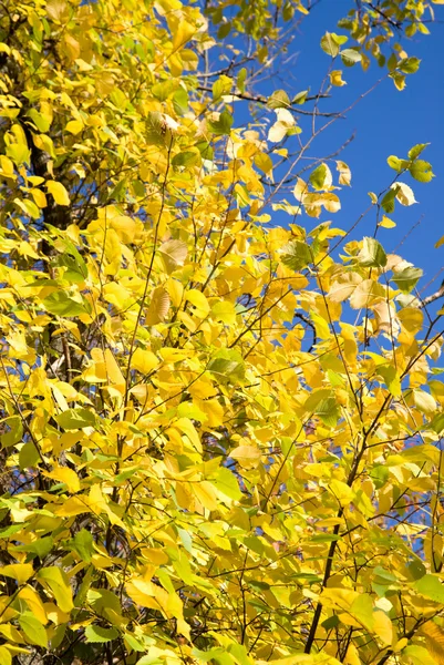 Yellow autumn leaves over blue sky — Stock Photo, Image