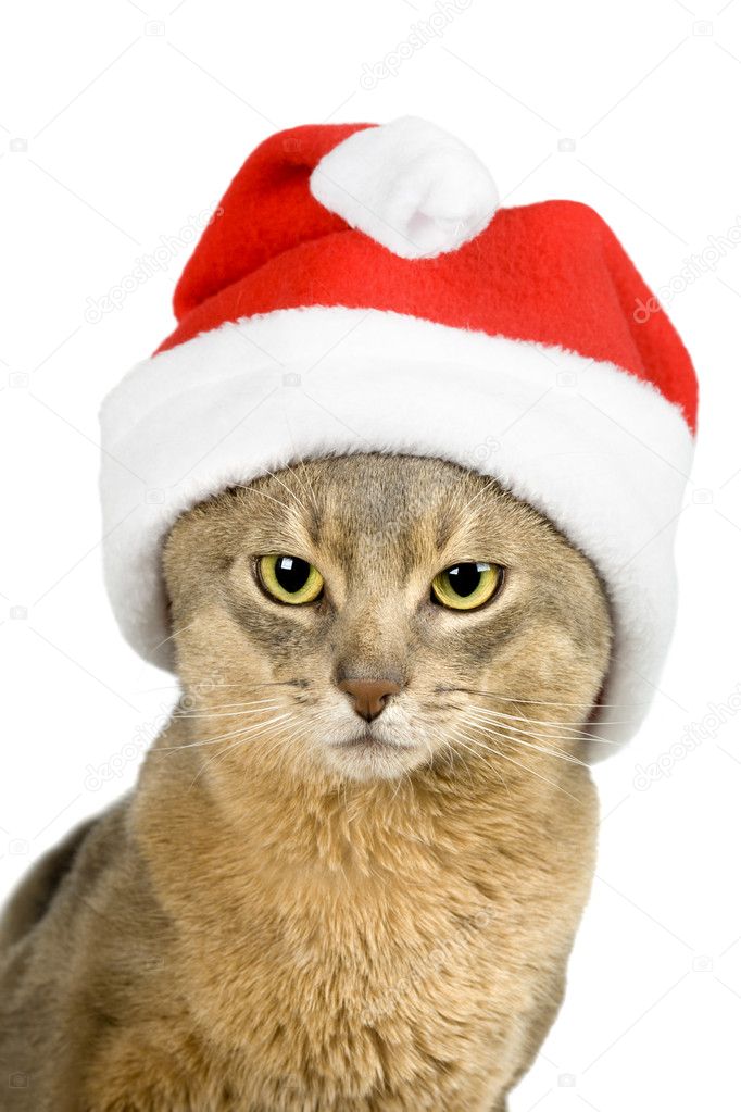 Abissinian cat in Santa Claus hat