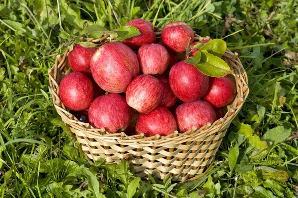 Vörös érett alma kosár — Stock Fotó