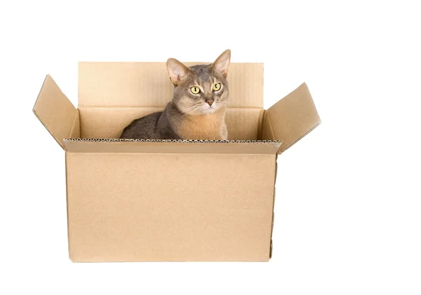 Katze im Pappkarton — Stockfoto