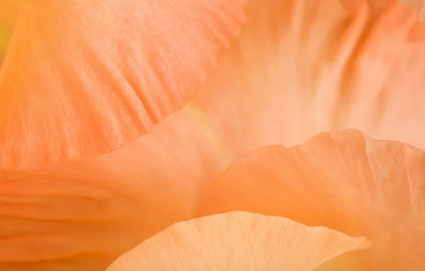 グラジオラスの花びらのマクロ — ストック写真