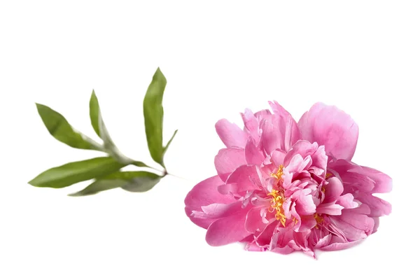 Pink peony with green leaves — Stock Photo, Image
