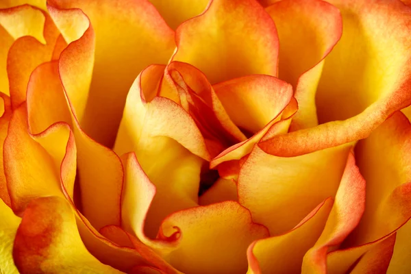 オレンジ色のバラの花びらの背景 ストック写真