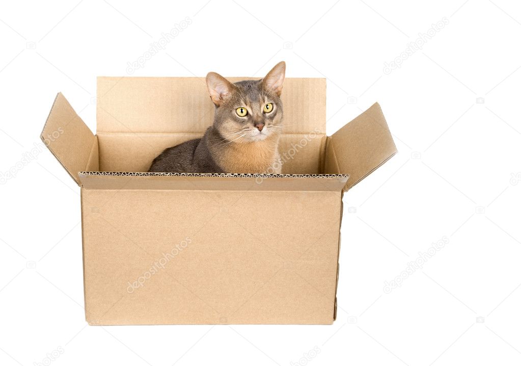 Cat in paper box