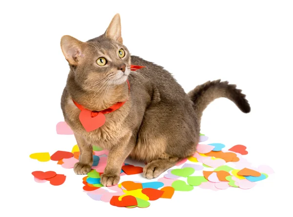 Cat sitting on multicolored paper hearts — Stock Photo, Image