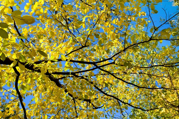 Gele herfstbladeren over blauwe hemel — Stockfoto