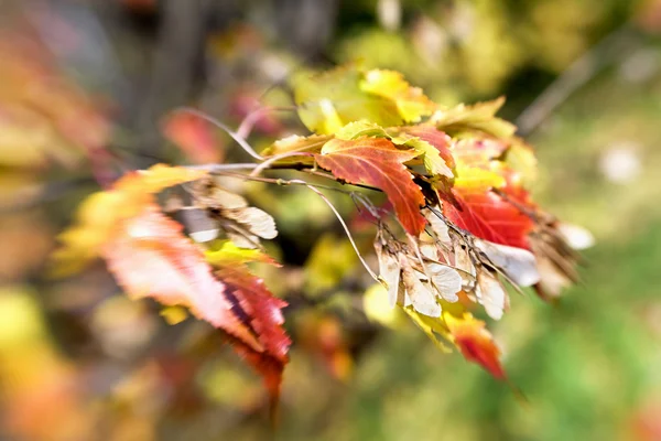 Renkli sonbahar akçaağaç yaprakları — Stok fotoğraf