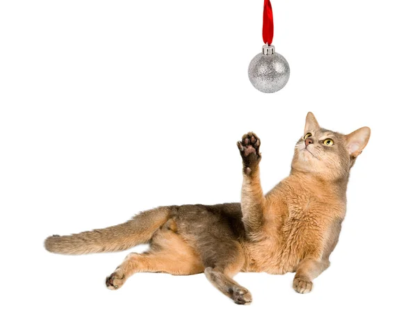 Cat looking at christmas ball — Stock Photo, Image