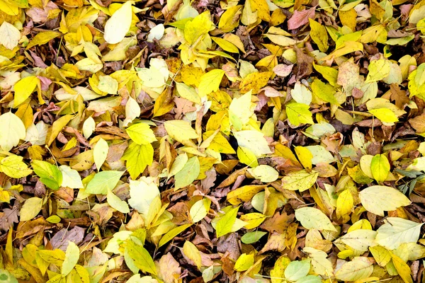 Amerikaanse esdoorn bladeren — Stockfoto