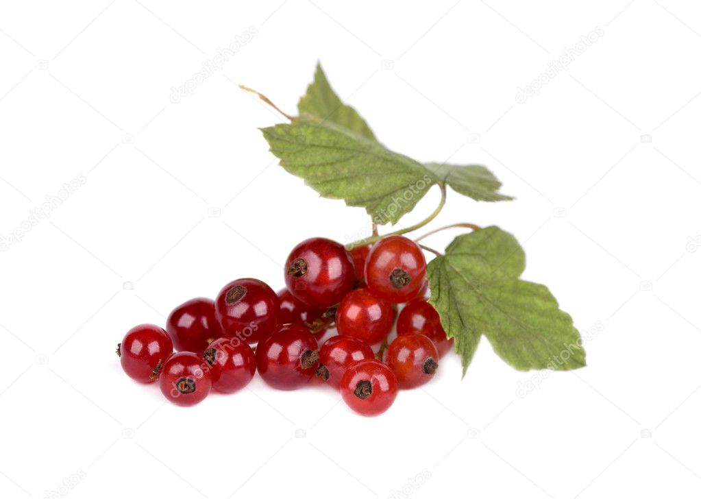 Red currant with green leaves