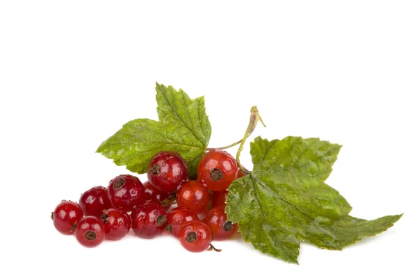 Red currant with drops of water — Stock Photo, Image