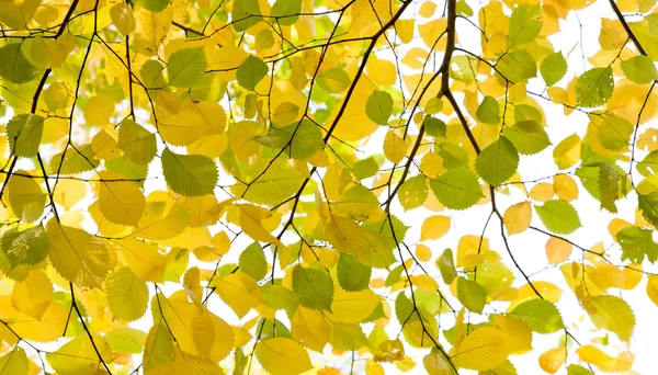 黄绿相间的秋天 — 图库照片