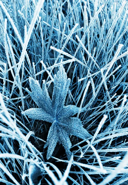 stock image Frosty grass and leaf toned blue