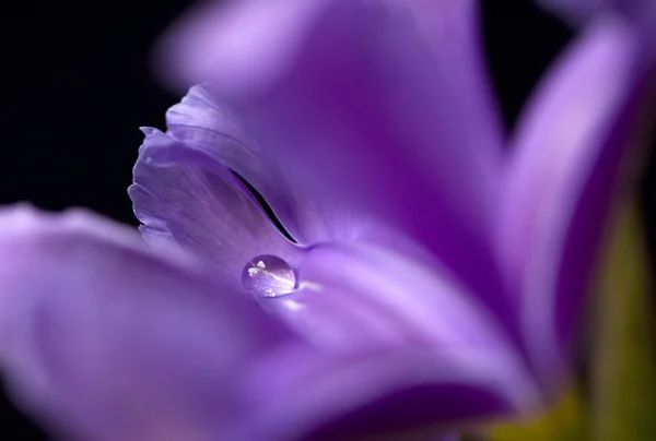 Macro of iris with drop of water — Stock Photo, Image