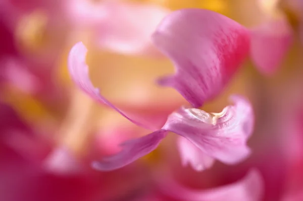 Makro av tulip kronblad — Stockfoto