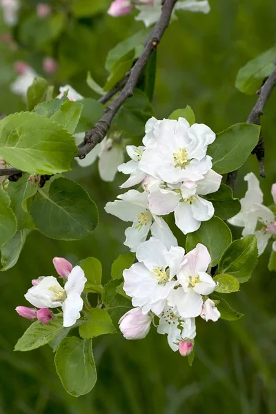 stock image Blooming apple tree